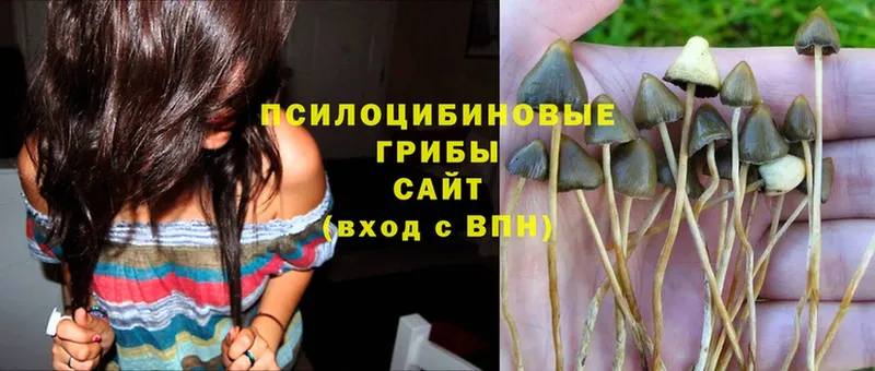 Псилоцибиновые грибы Psilocybe  Гурьевск 